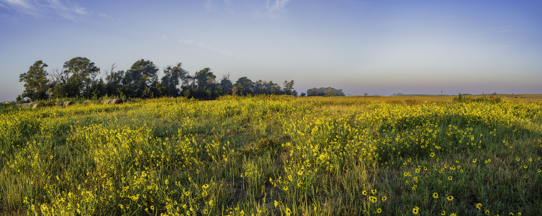 Sunflower City II