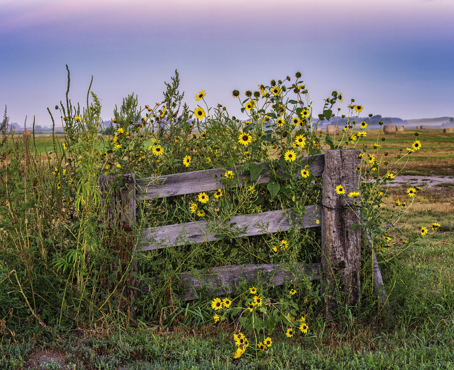 Sunflower Morning II