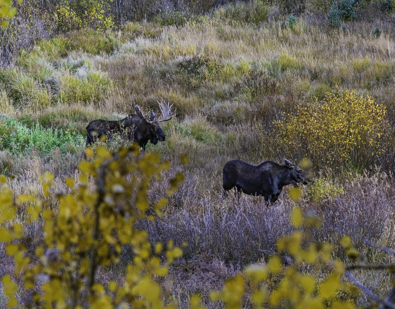 The Moose are Loose