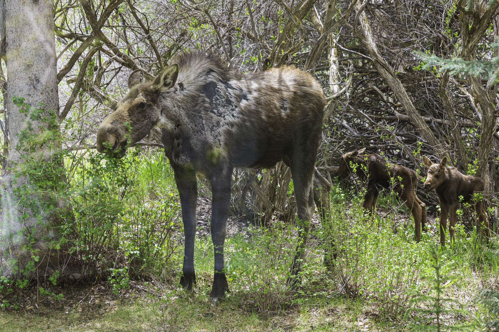 Through the Looking Glass