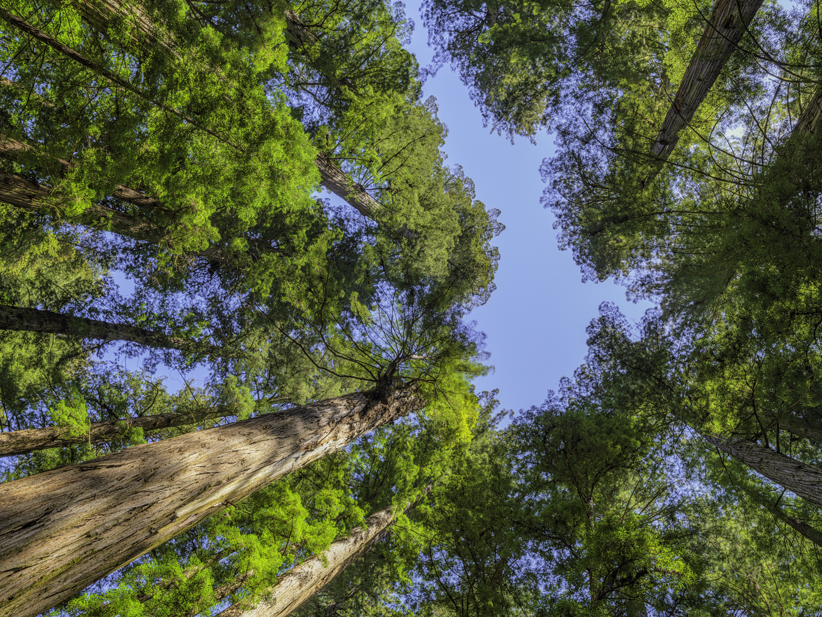 Tree Top View II