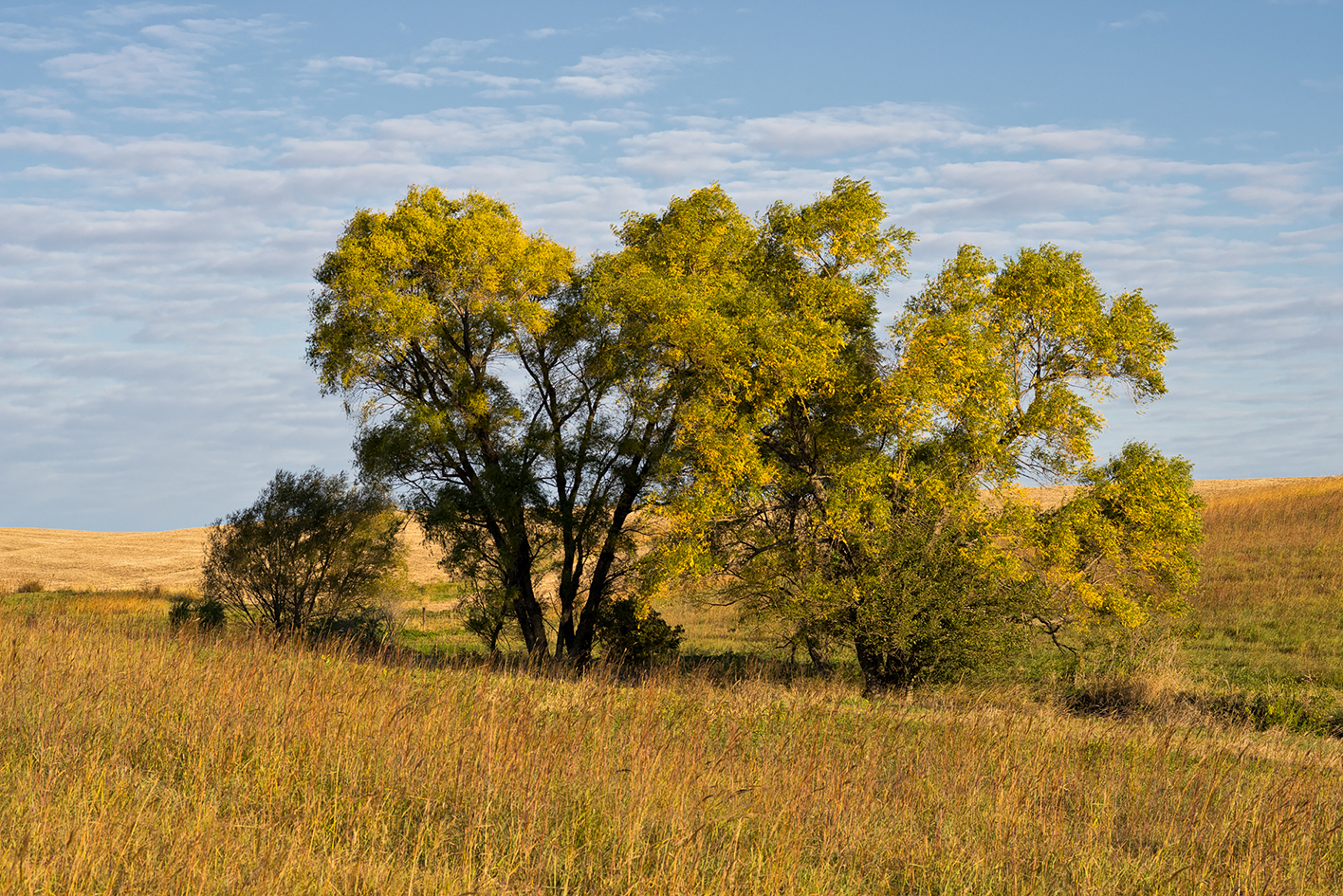 Turning to Fall