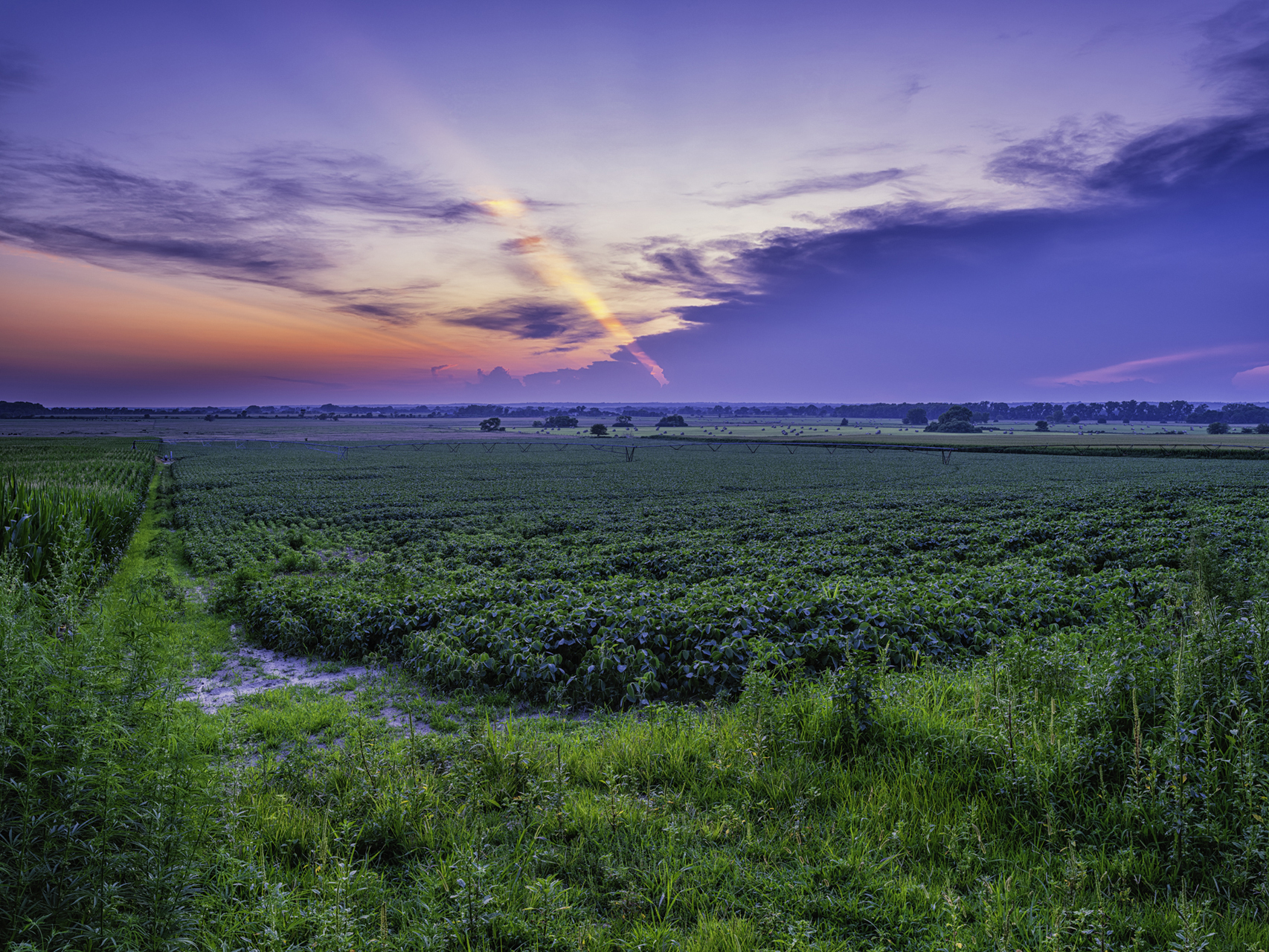 Twilight Beanfield