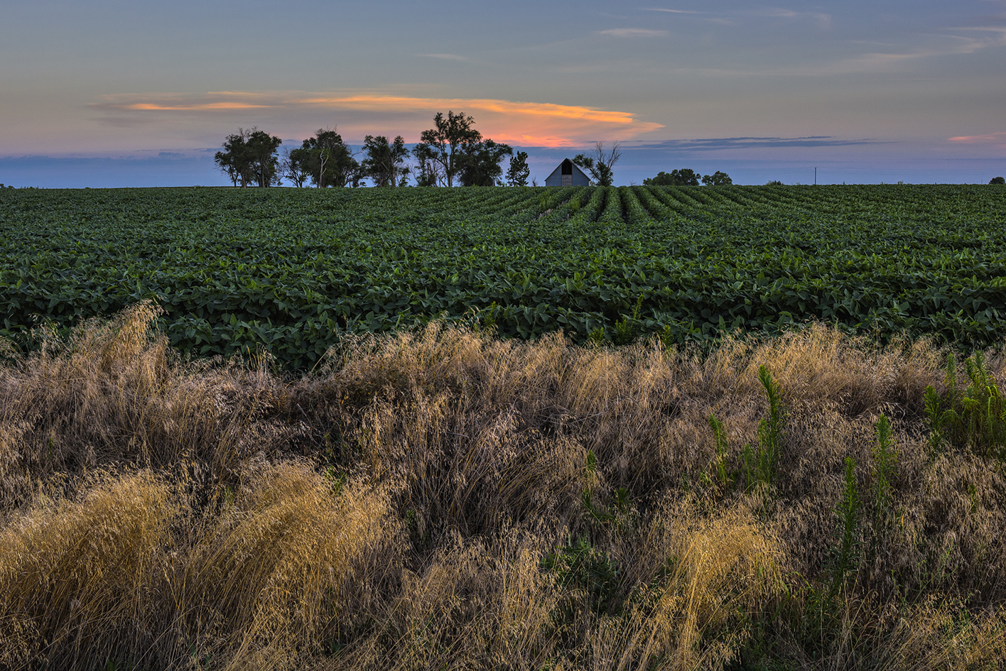 Twilight in the Beanfield