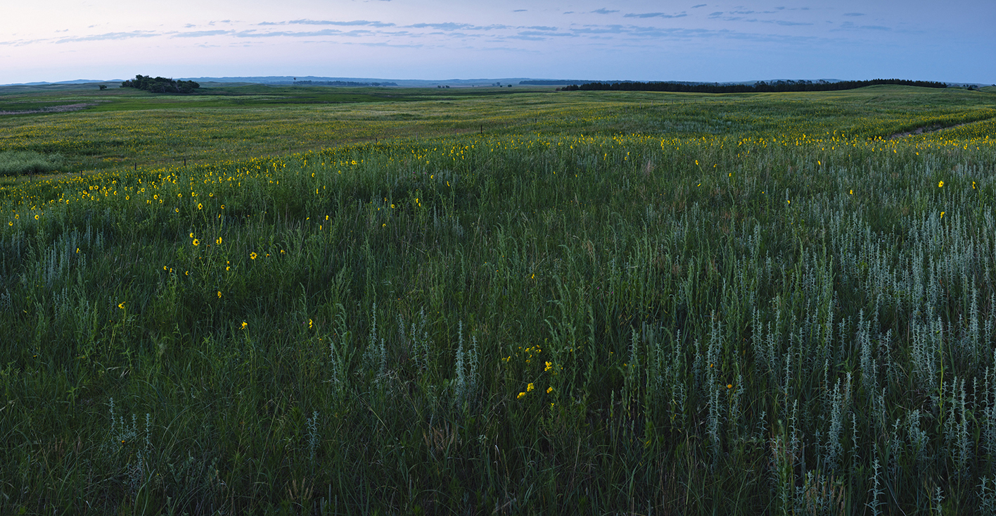 Twilight on the Pasture