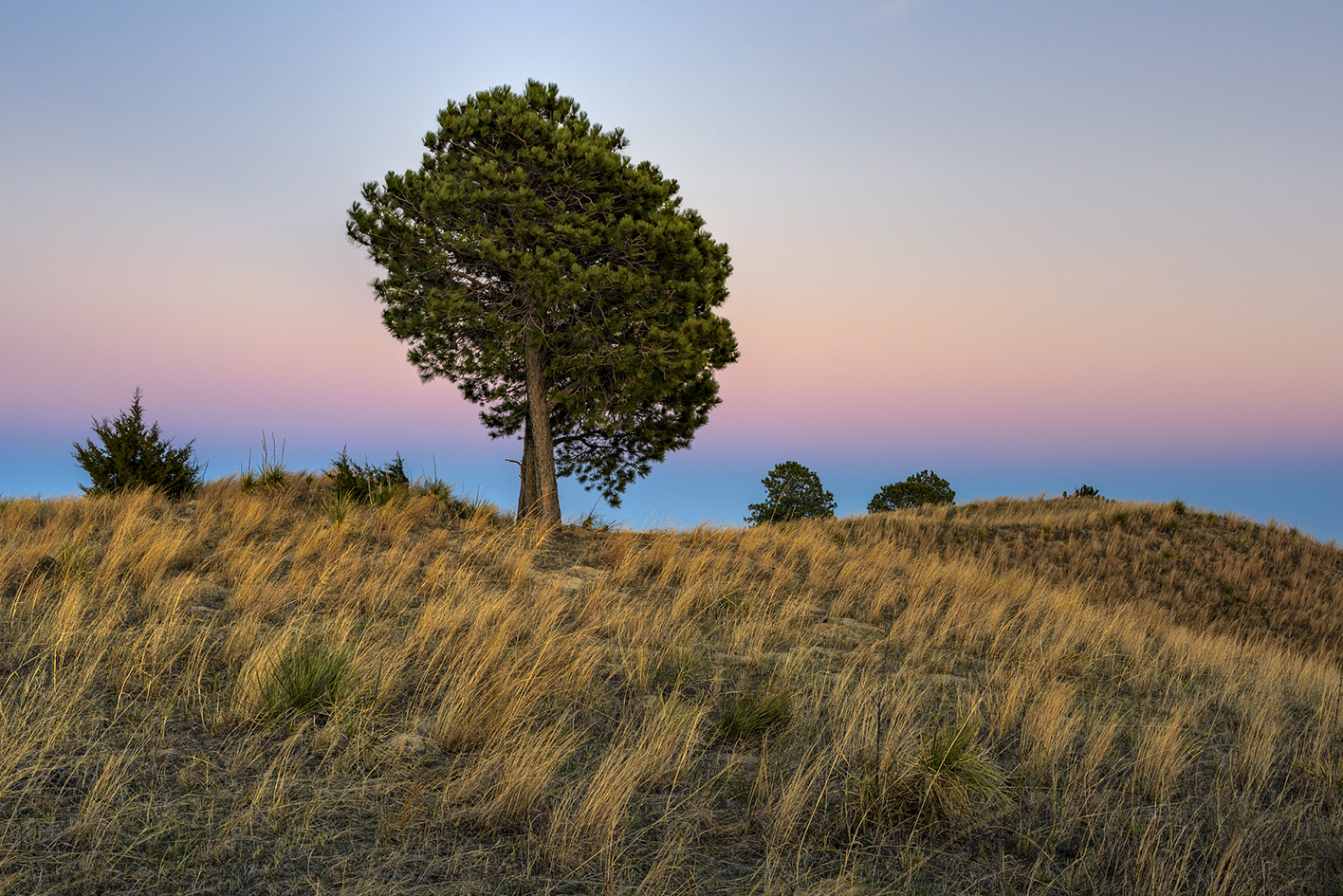 Twilight Pines