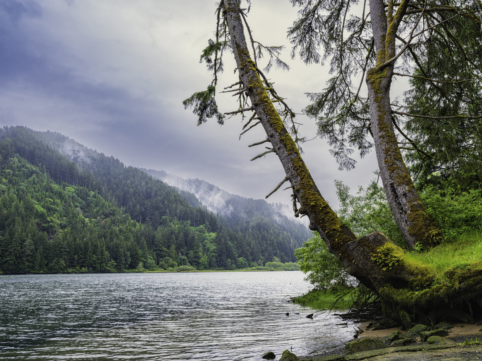 Umpqua River Morning