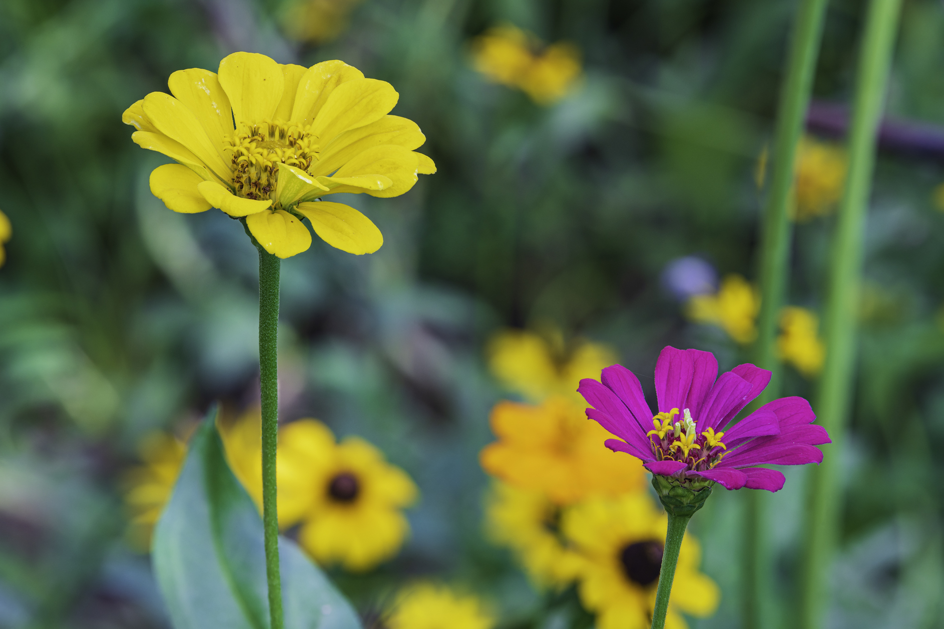 Wildflower Morning