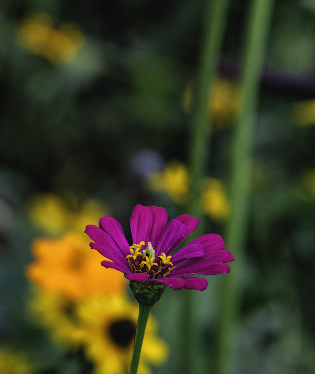 Wildflower Morning II