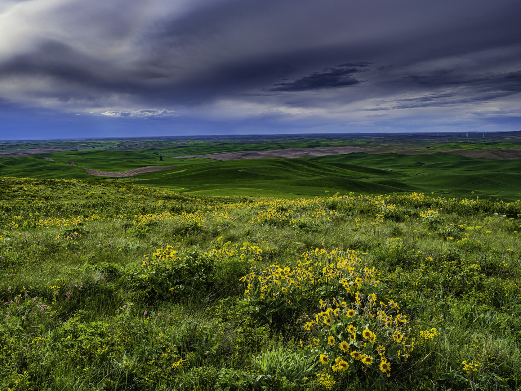 Wildflowers on the Butte