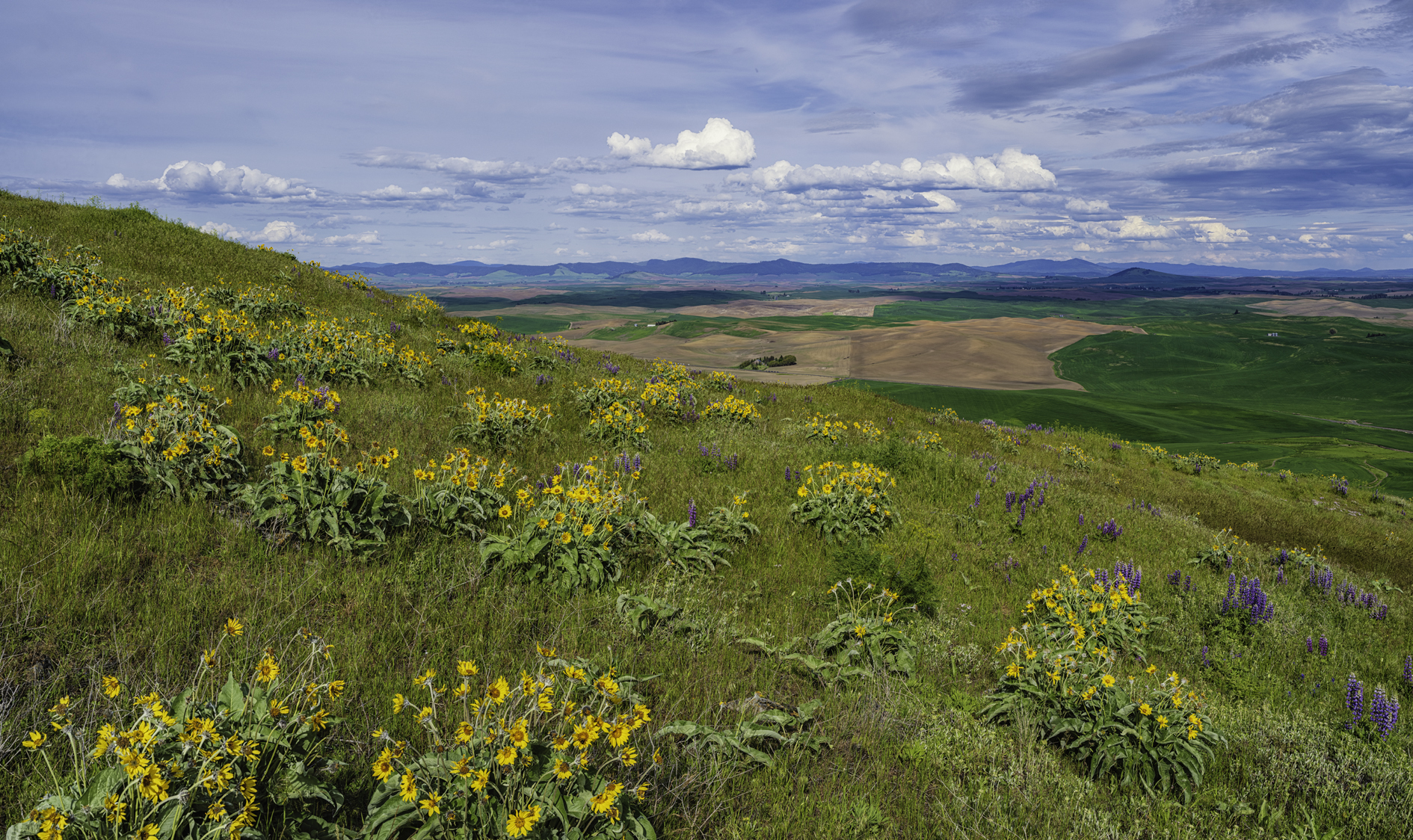 Wildflowers on the Butte II