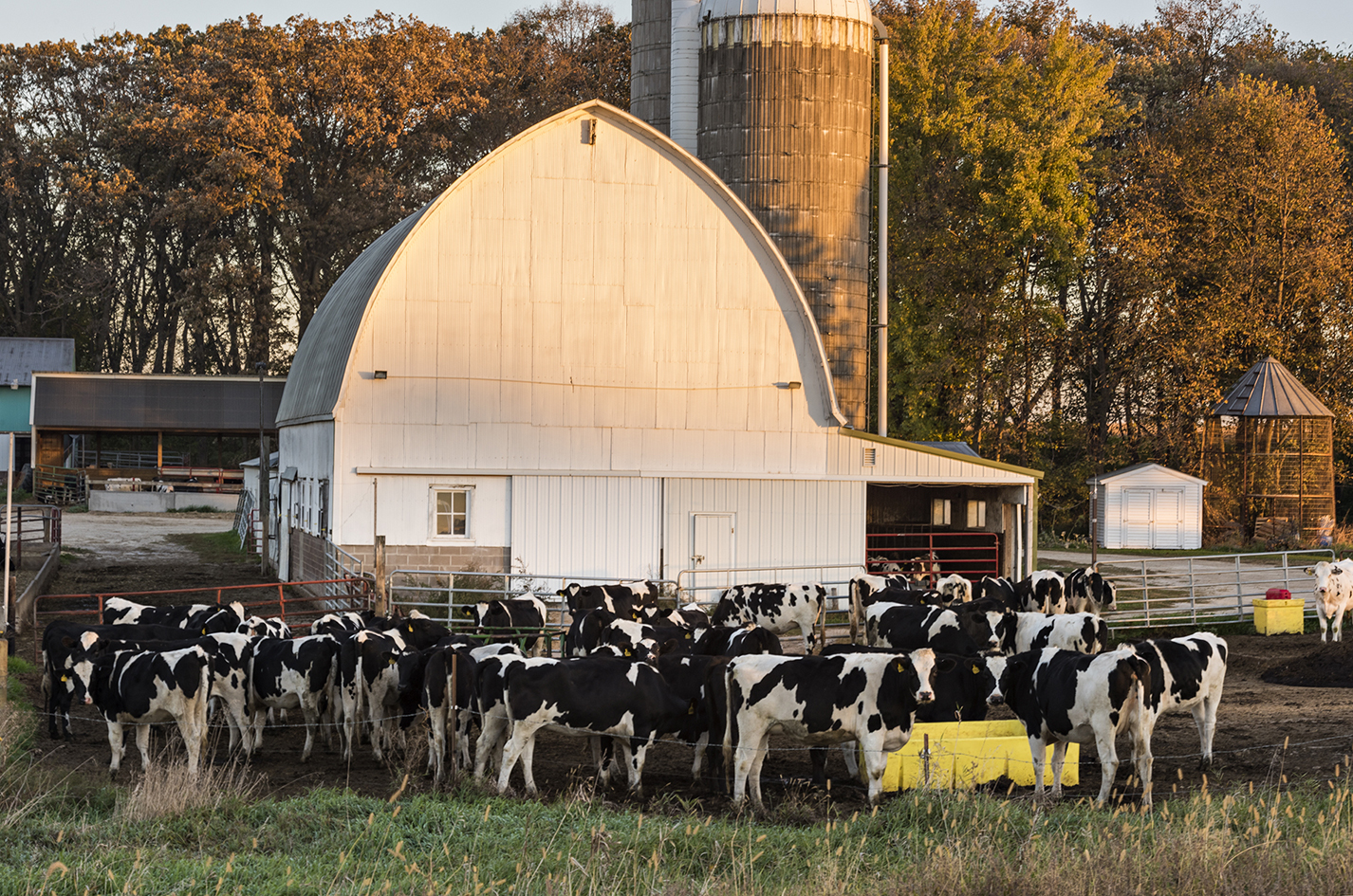 Winona County Cows