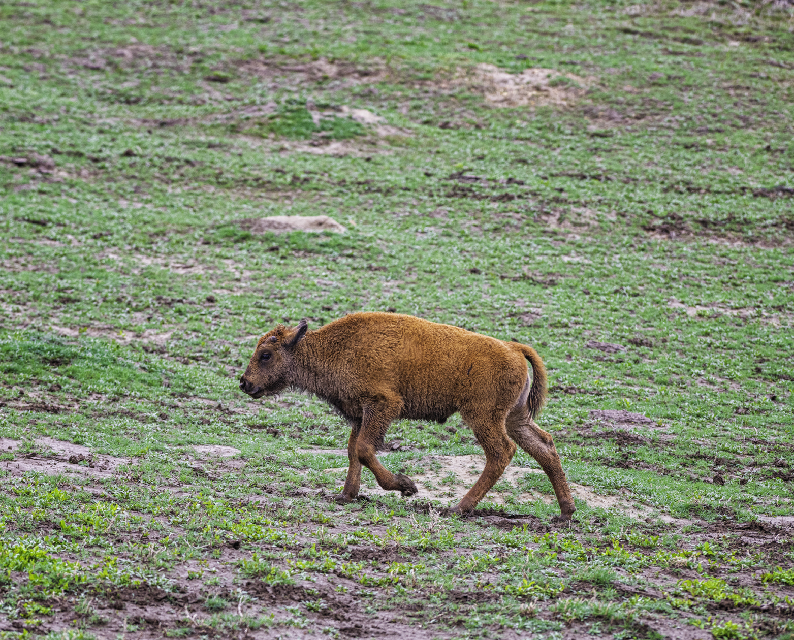 Young Calf Afternoon