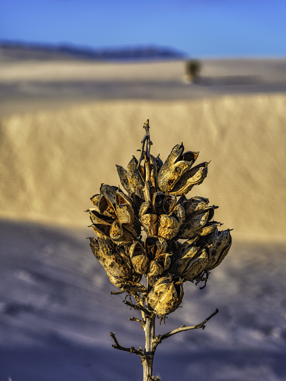 Yucca Morning