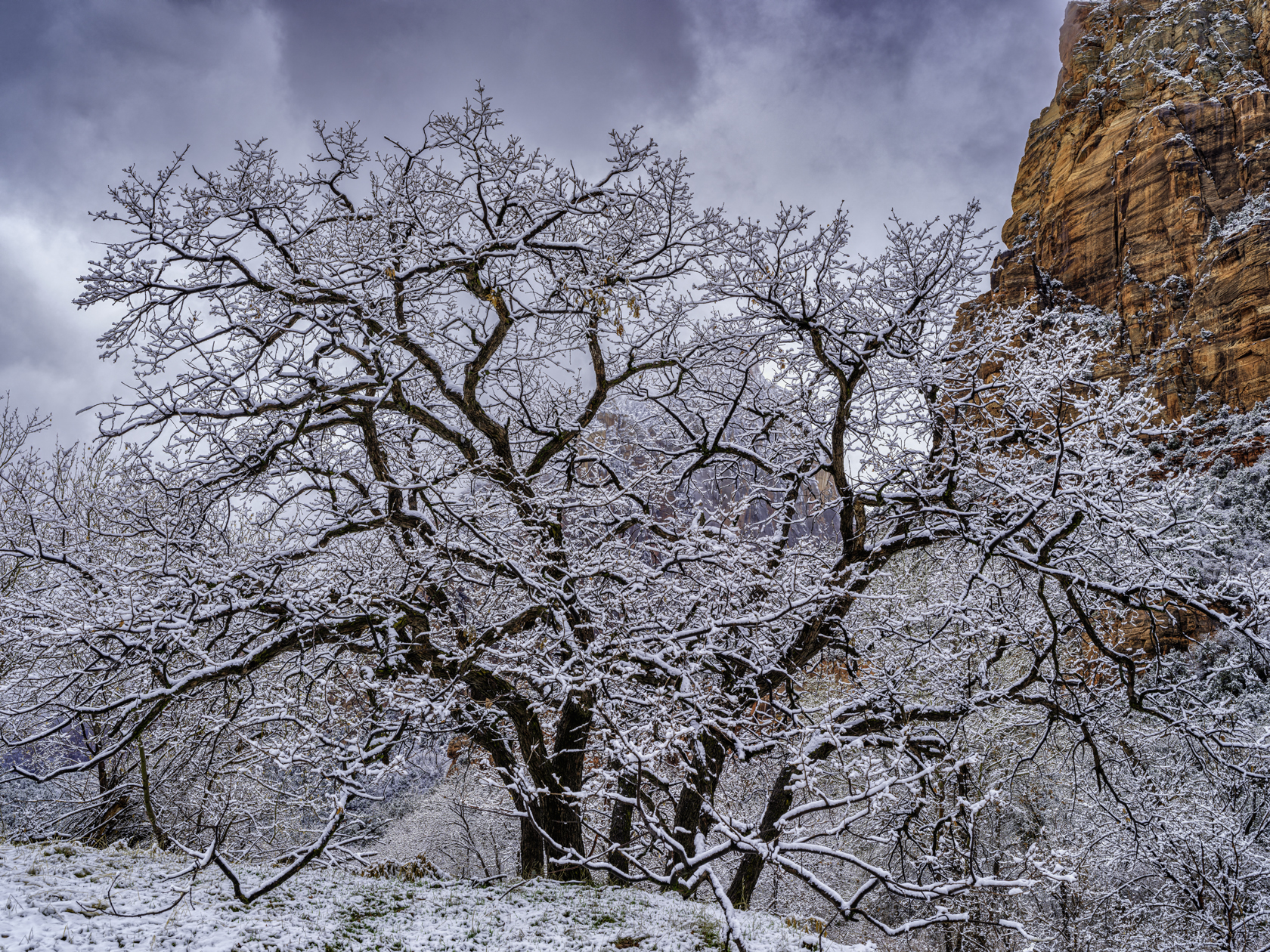 Zion Canyon View III